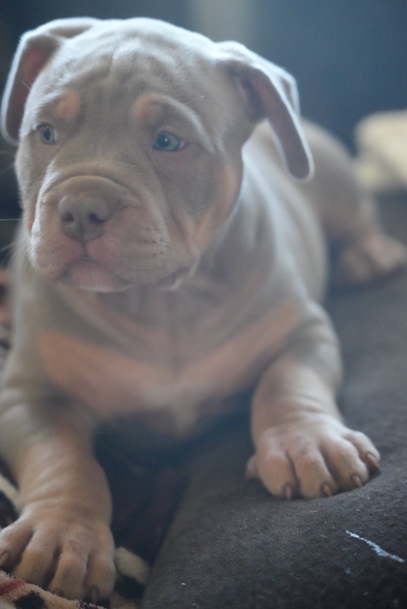 A few products of my blood sweat and tears. You can own one today and feel the companionship of the most precious dog in the world. 
My picture perfect children 😁

Happy 4/20