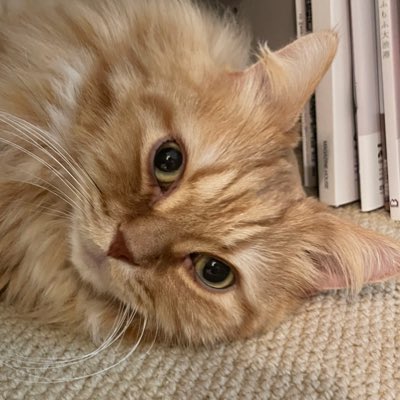 kotora214's tweet photo. #新しいプロフィール画像 #猫 #猫好きさんと繋がりたい https://t.co/i1HLe7T8oV