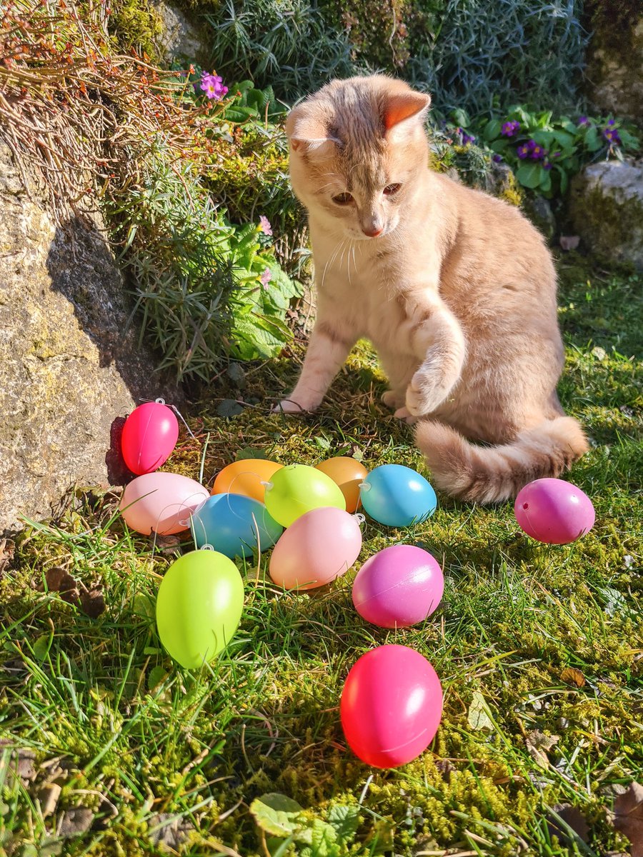 Andrea Bahlinger tweet media