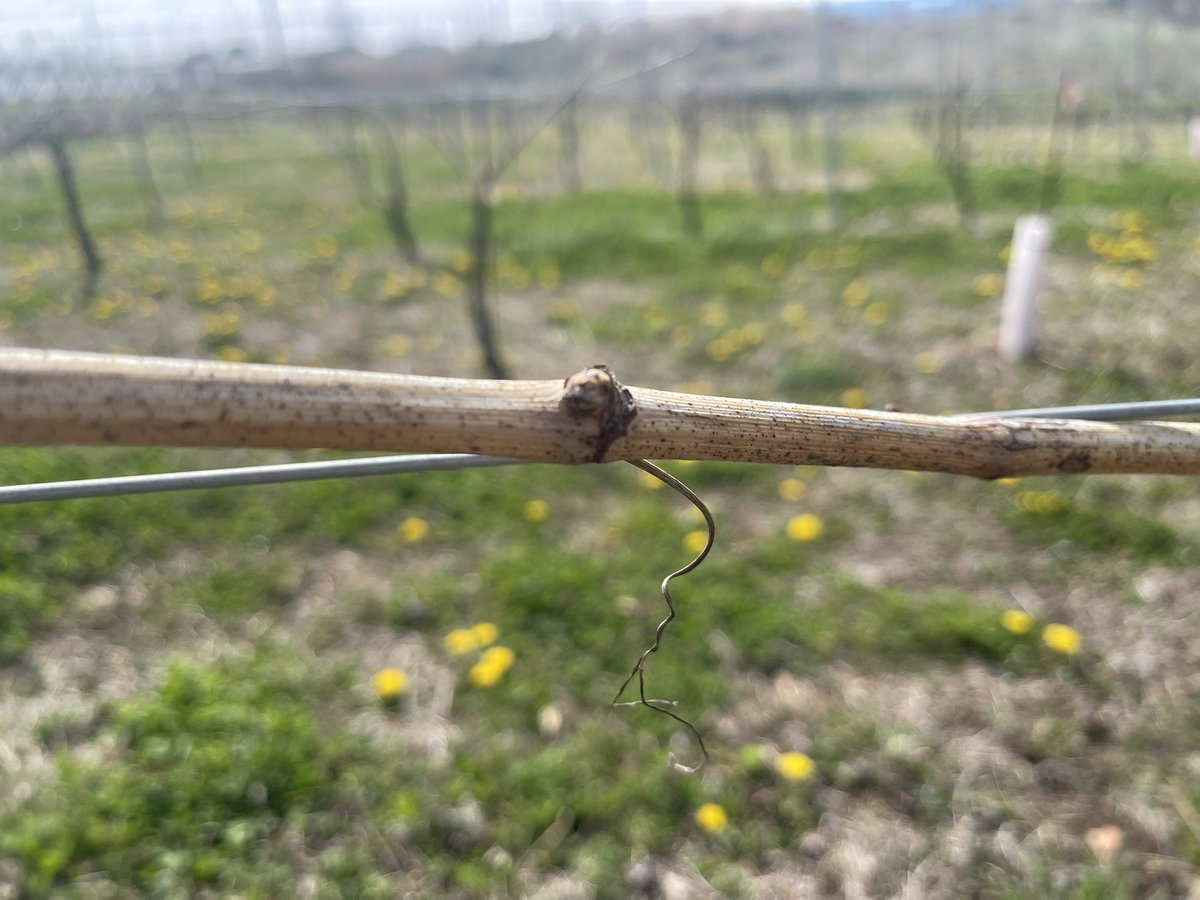 YuheiWinemaker's tweet photo. 1週間ぶりに畑に行ったら、ダンポポが一面に咲いてました。3月初めには枯れ草ばかりだった畑が、だんだんと彩り豊かになってきてます。 https://t.co/qXUNBlDDkw