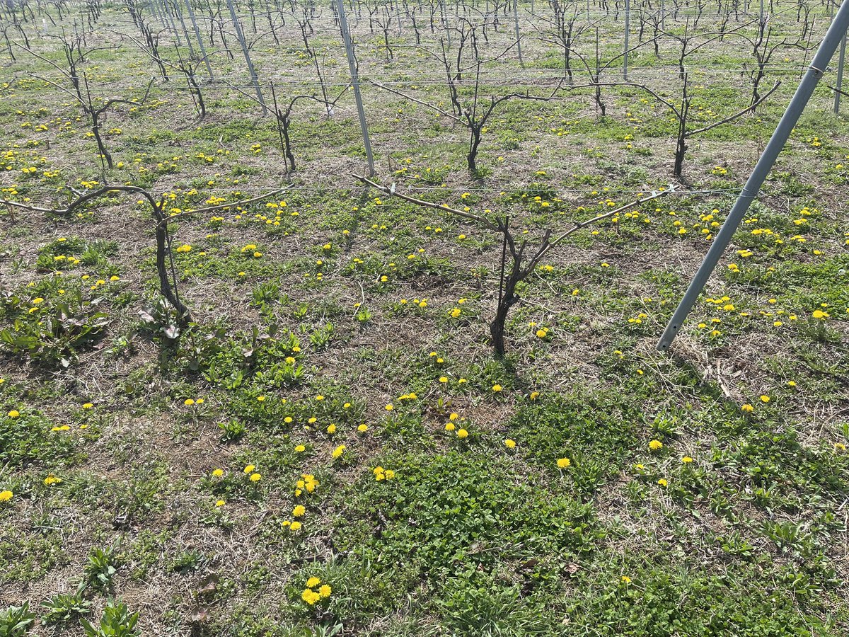 YuheiWinemaker's tweet photo. 1週間ぶりに畑に行ったら、ダンポポが一面に咲いてました。3月初めには枯れ草ばかりだった畑が、だんだんと彩り豊かになってきてます。 https://t.co/qXUNBlDDkw