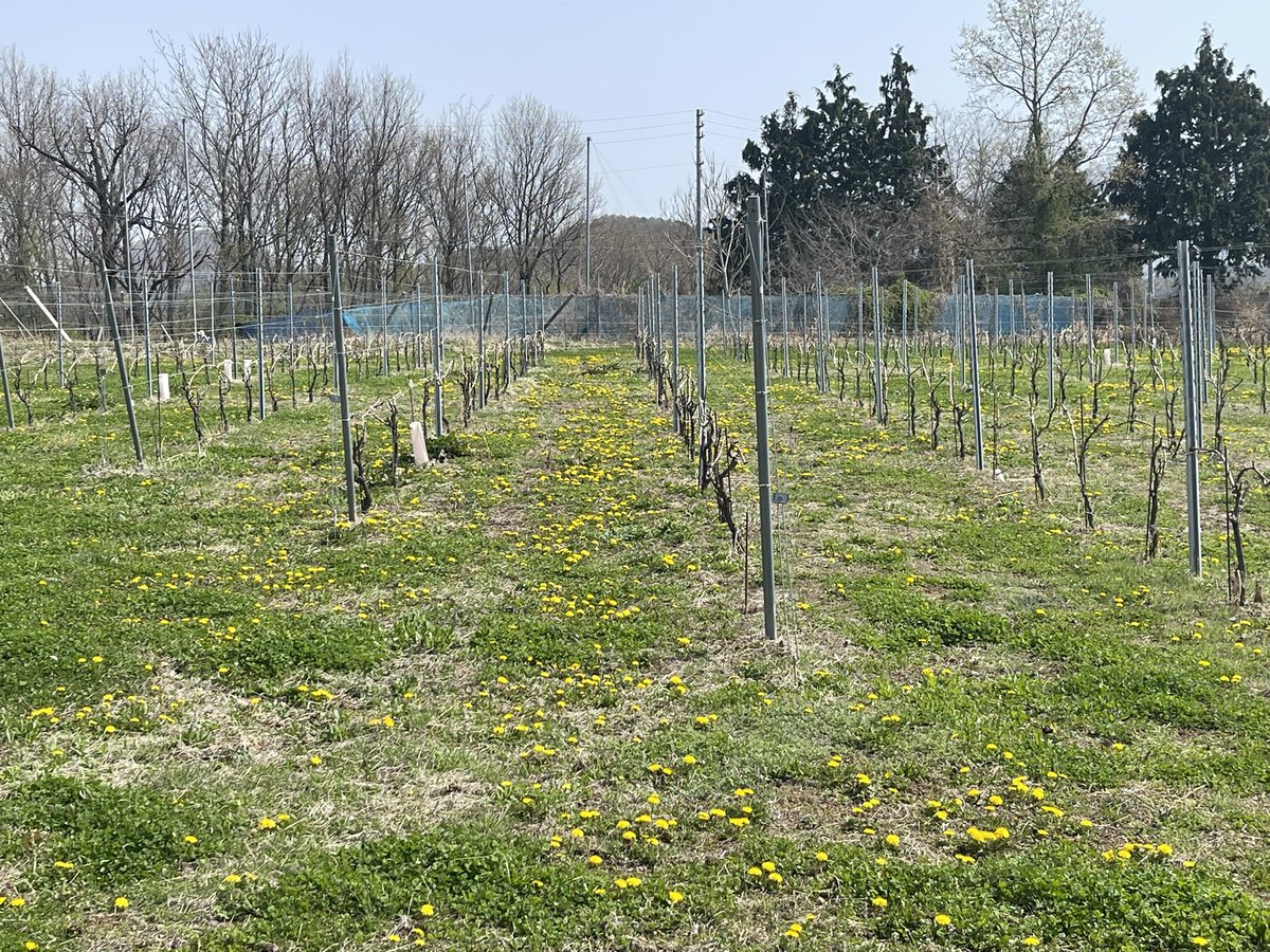 YuheiWinemaker's tweet photo. 1週間ぶりに畑に行ったら、ダンポポが一面に咲いてました。3月初めには枯れ草ばかりだった畑が、だんだんと彩り豊かになってきてます。 https://t.co/qXUNBlDDkw