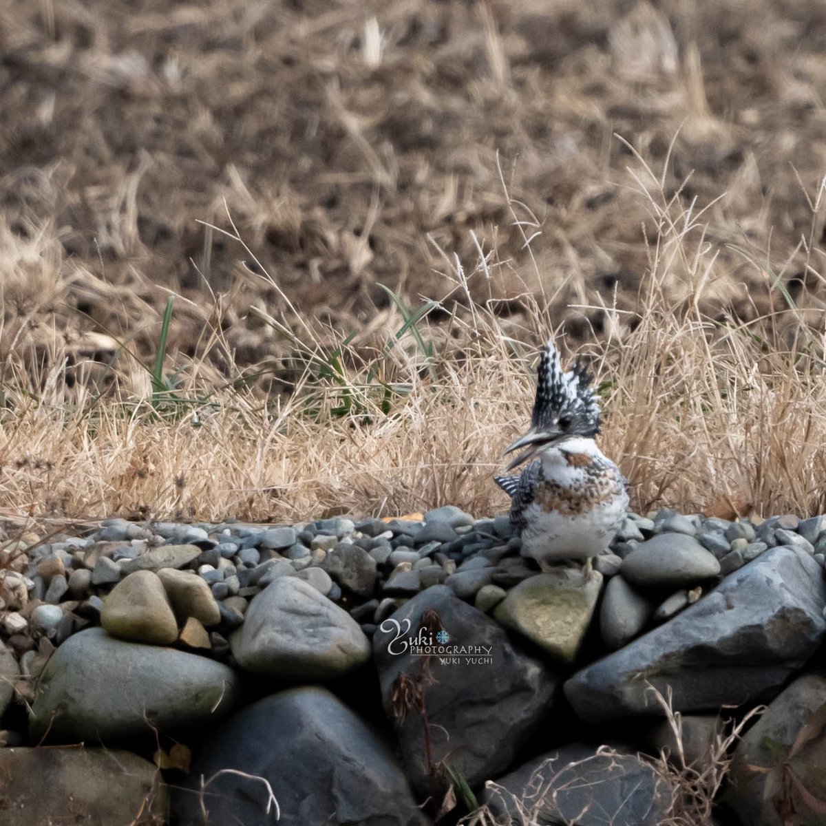 ヤマセミ✨
🔹
🔹
data:2025/04
#ヤマセミ
#ファインダー越しの世界 
#野鳥撮影