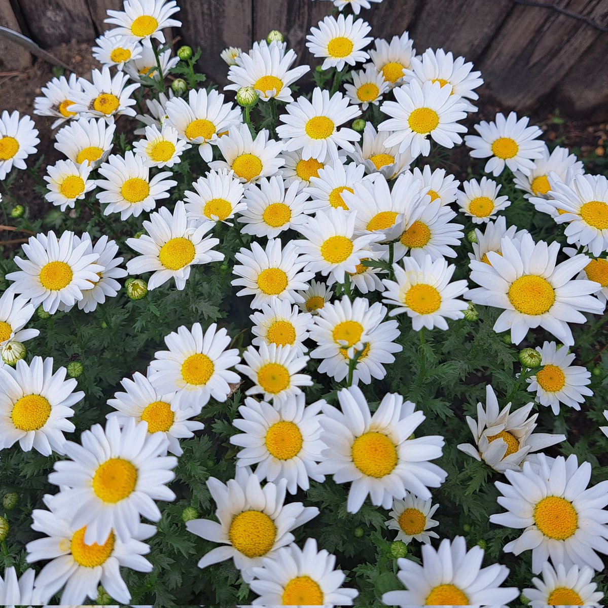 kyon2aloha's tweet image. 今日は暑かったですね🥵
(夏日💦)
我が家の庭は、春真っ盛りです。
種まきが遅れて無理かな💦と心配したレンゲも咲いてます😊
写真は撮れなかったけど•*🐝*•.も遊びに来てくれました😆👍
新しく迎えた黄色い花はBee dance🍯みたいな香りがするのでクンカクンカしてます。 癒し🥰
 #レンゲ
 #TEAMbee