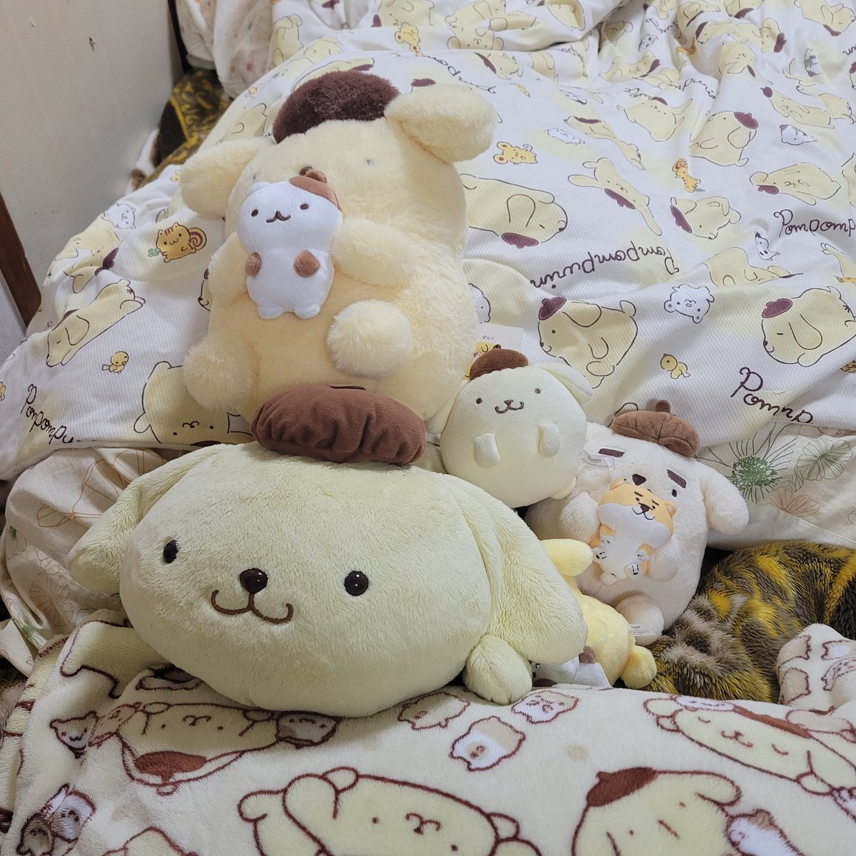 ご主人がやっと部屋掃除してくれたよ～