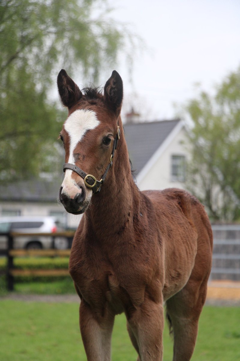 Next we have a filly by Mehmas (<a href="/HoStud/">Tally-Ho Stud</a>). She is the second foal out of the multiple stakes placed mare, Sh Boom (War Command). 

#RPFoalGallery <a href="/rpbloodstock/">Racing Post Bloodstock</a>