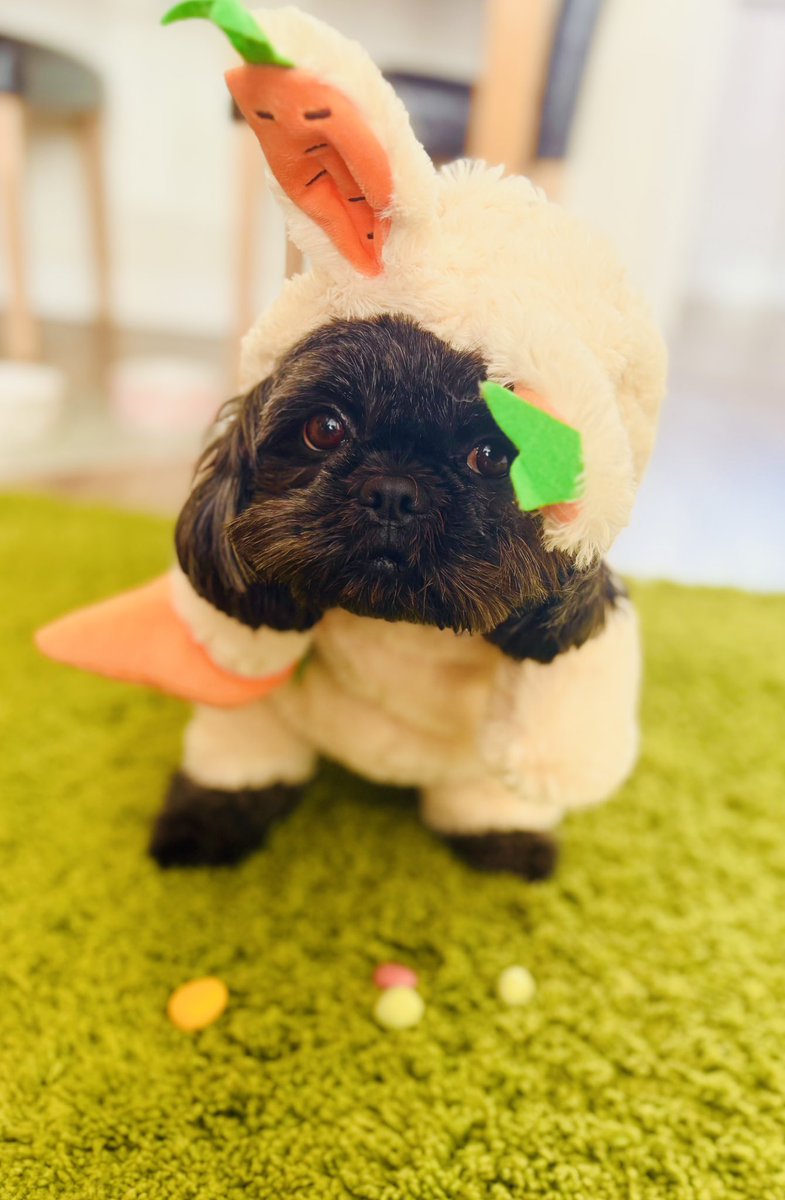 bridgetP78's tweet photo. #HappyEaster 
#dogsoftwitter 
#EasterBunny https://t.co/LdRKgiGmYX