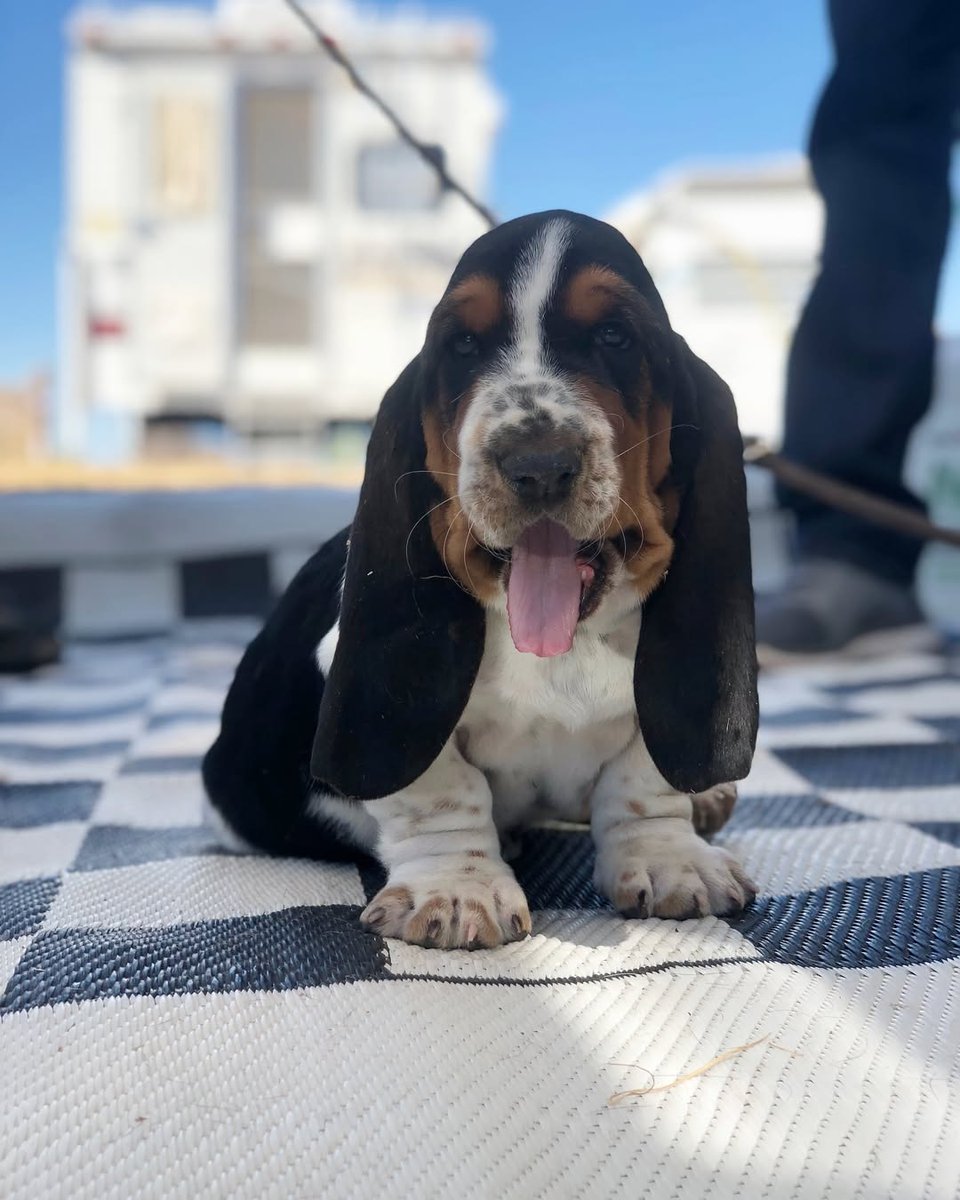 basethoundhaven's tweet photo. RT 
6 years ago the floppiest long boi changed our lives forever…Happy Gotcha Day, Bernard Raymond 🖤🤍🤎

#bassethound #bassetlove #GCWCluster #sundayvibes https://t.co/rvCRipmHBi