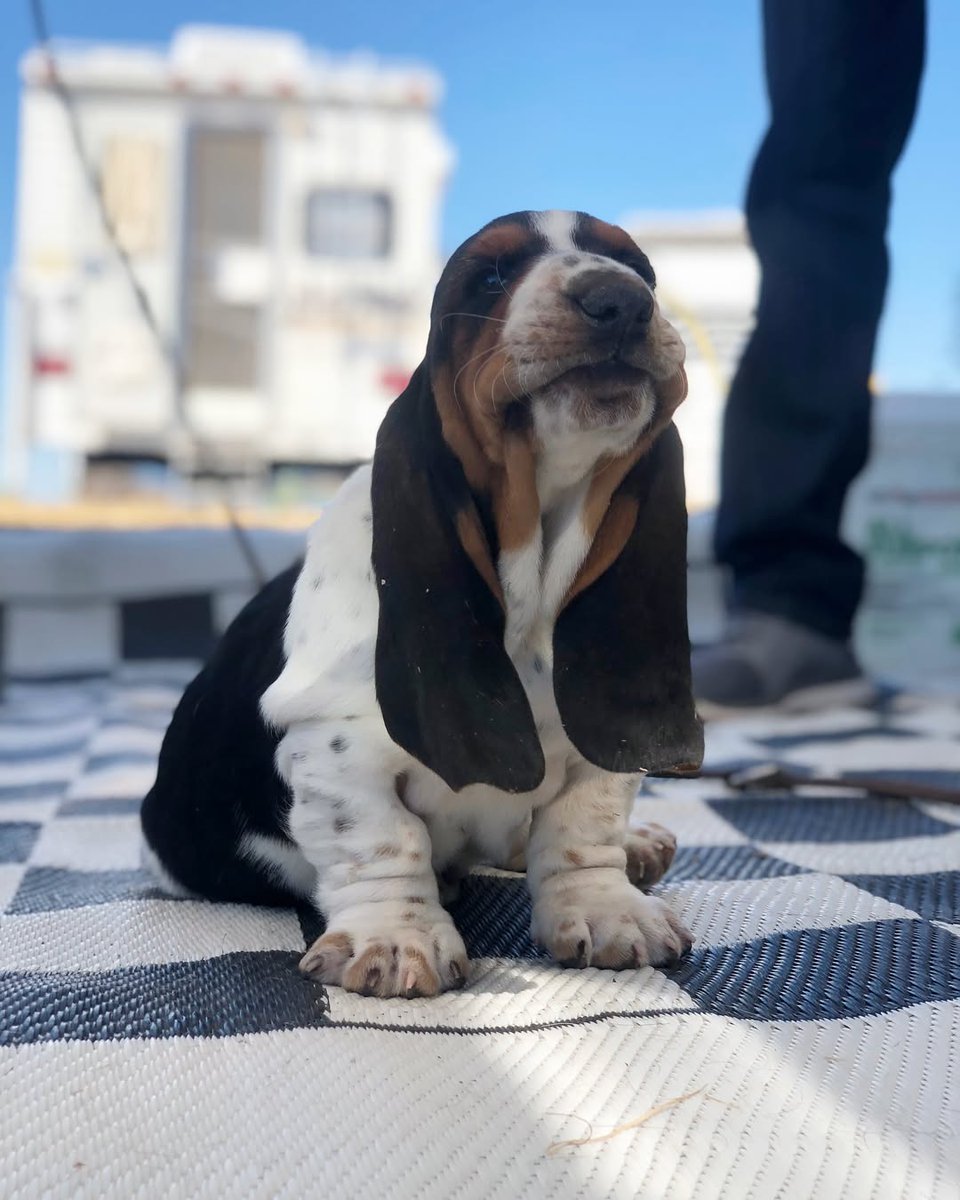basethoundhaven's tweet photo. RT 
6 years ago the floppiest long boi changed our lives forever…Happy Gotcha Day, Bernard Raymond 🖤🤍🤎

#bassethound #bassetlove #GCWCluster #sundayvibes https://t.co/rvCRipmHBi
