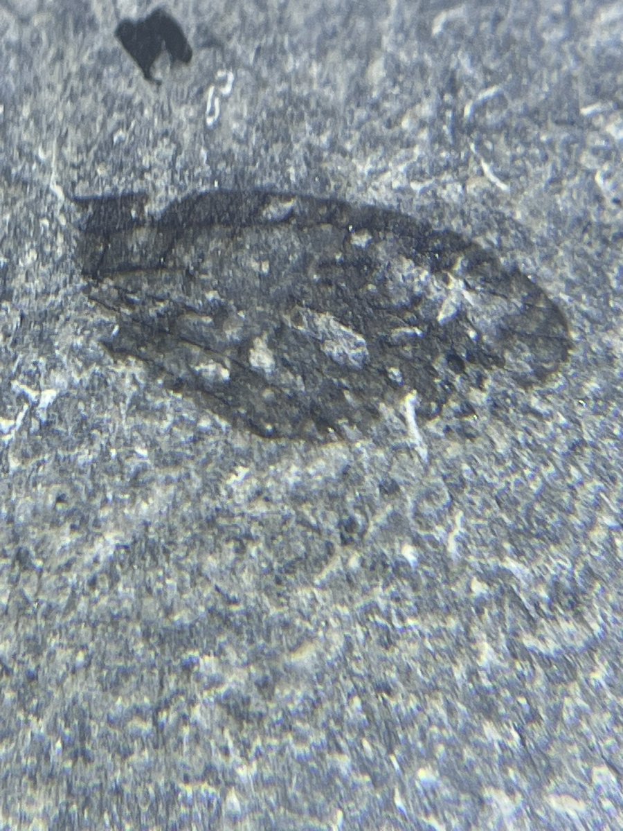 CharmouthHCC (@charmouthhcc) on Twitter photo Not one but two insect wings we recorded yesterday for the fossil collecting code, including this one found by young Rosie Williams on a fossil walk with <a href="/jurassicguides/">Jurassic Coast Guide</a> Definitely not a daily #FossilFind Well done Rosie! Not one but two insect wings we recorded yesterday for the fossil collecting code, including this one found by young Rosie Williams on a fossil walk with <a href="/jurassicguides/">Jurassic Coast Guide</a> Definitely not a daily #FossilFind Well done Rosie!