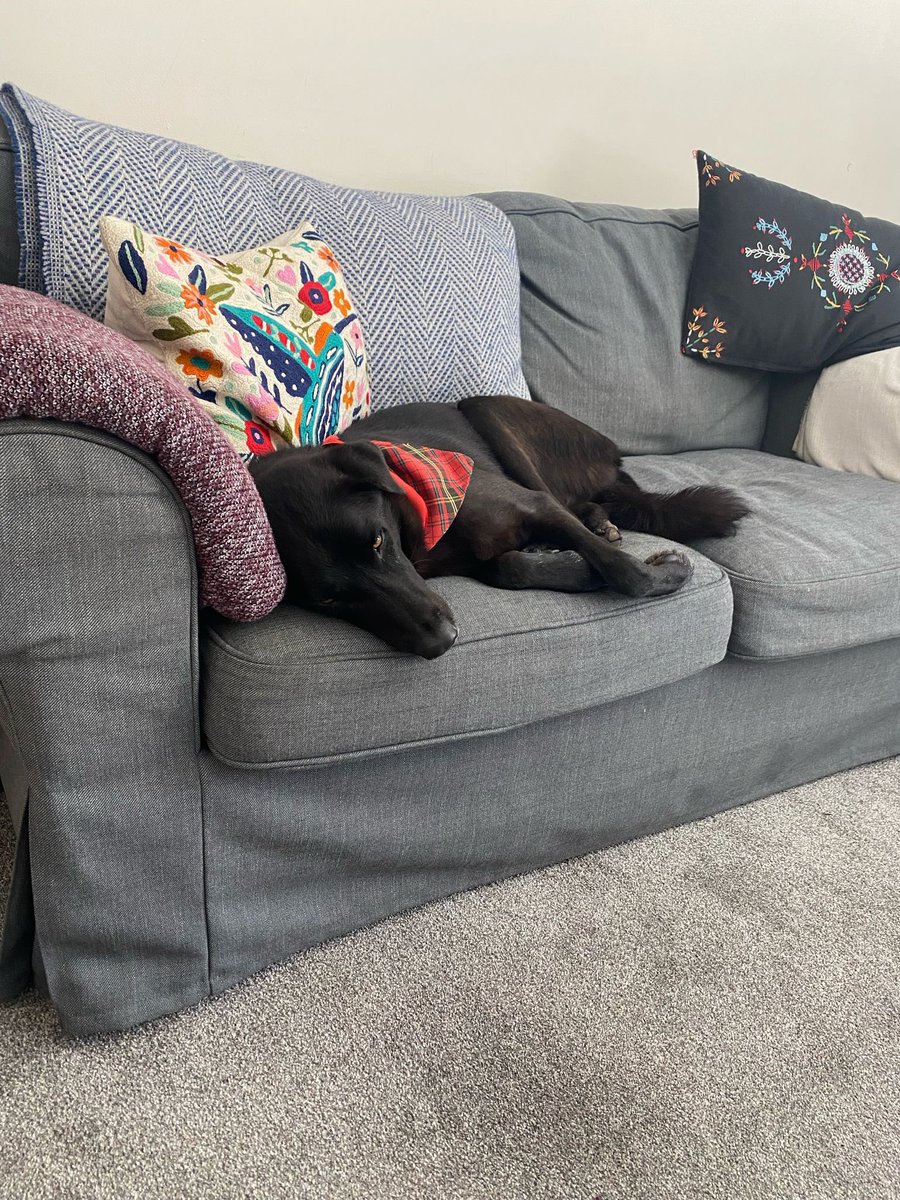 Niall Harbison tweet media