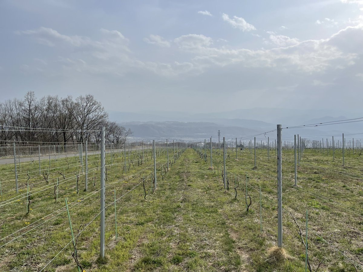 YuheiWinemaker's tweet photo. 昨日は東御の御堂で先輩の畑の苗植えお手伝い。今日は飯綱で同期の畑の苗植えのお手伝い。私の腰はバキバキ。御堂からの眺望は相変わらず最高でした。飯綱の畑からの景色も想定してた以上に良かったです。 https://t.co/4Lij8qlDd2
