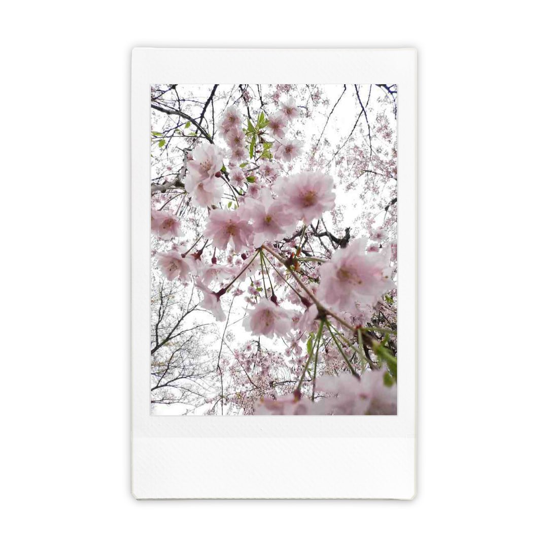 G2SPHOTOPROJECT's tweet photo. common(instax mini Evo)
#g2sphotoproject #g2scommon #photography #camera #チェキ #instax #instaxminievo #仙台 https://t.co/kJ4jszoGMW