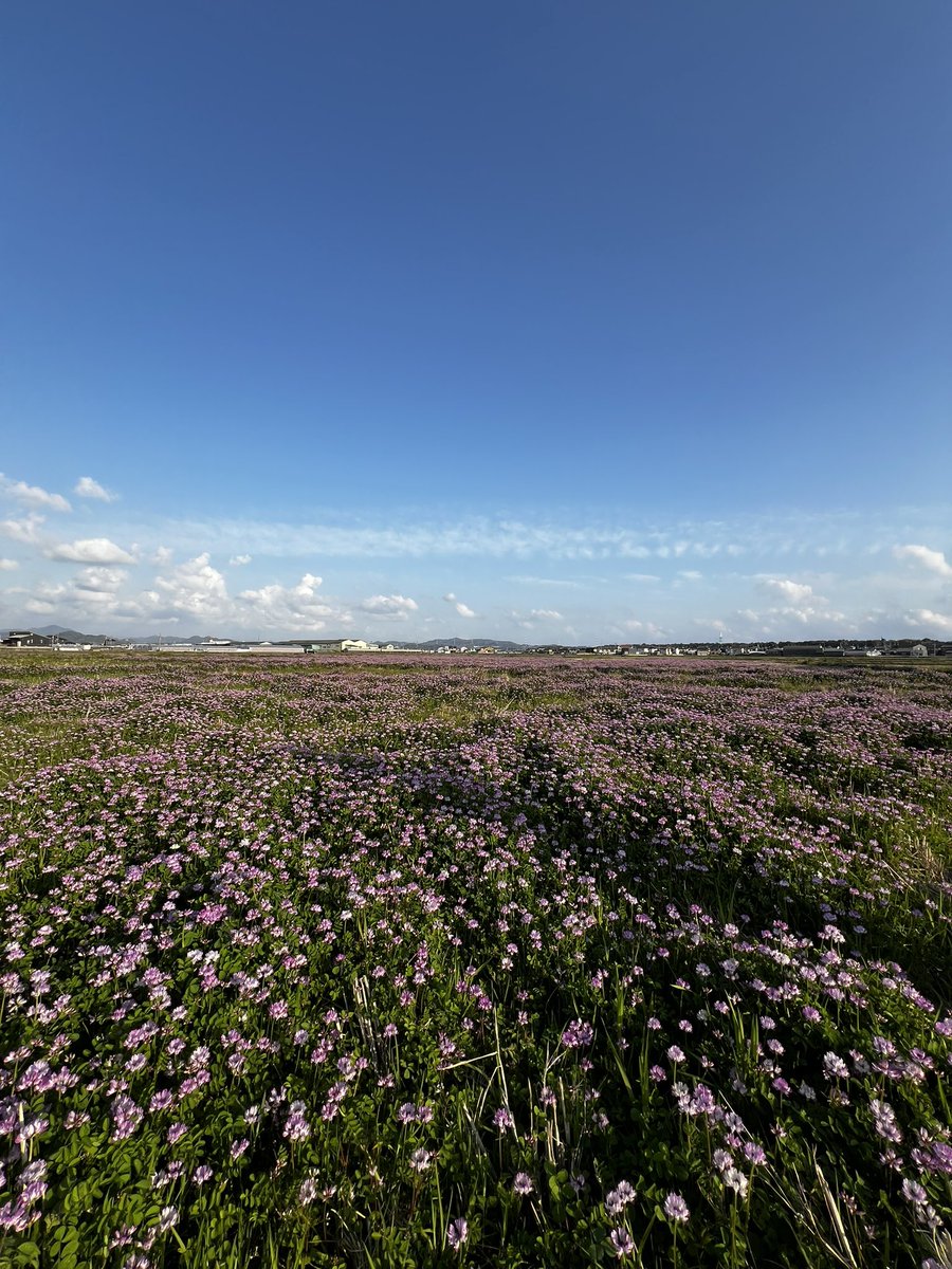 smallforestfarm's tweet image. 蓮華の田んぼを草刈り♪うちのトラクターはかなりオンボロなので細かく刈らないとすぐ絡まって止まってしまう。なので花が咲いている上の方、真ん中、下の方と刈るからかなりの時間がかかる…
でも細かく裁断することで土に戻りやすくなり、無肥料でも美味しいお米ができる…と勝手な解釈をしている♪