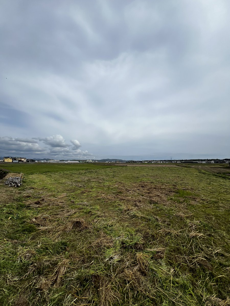 smallforestfarm's tweet image. 蓮華の田んぼを草刈り♪うちのトラクターはかなりオンボロなので細かく刈らないとすぐ絡まって止まってしまう。なので花が咲いている上の方、真ん中、下の方と刈るからかなりの時間がかかる…
でも細かく裁断することで土に戻りやすくなり、無肥料でも美味しいお米ができる…と勝手な解釈をしている♪