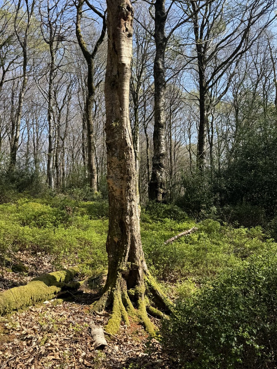 blackdownbirder's tweet image. Fabulous Easter morning on the Quantocks moving the acoustic recorders for @lesserspotnet and 10yr old found a GSW hole being excavated. Celebratory milkshakes at The Rocking Horse cafe, Stogumber.
M&F Pied fly seen entering a box too.
@quantockhills