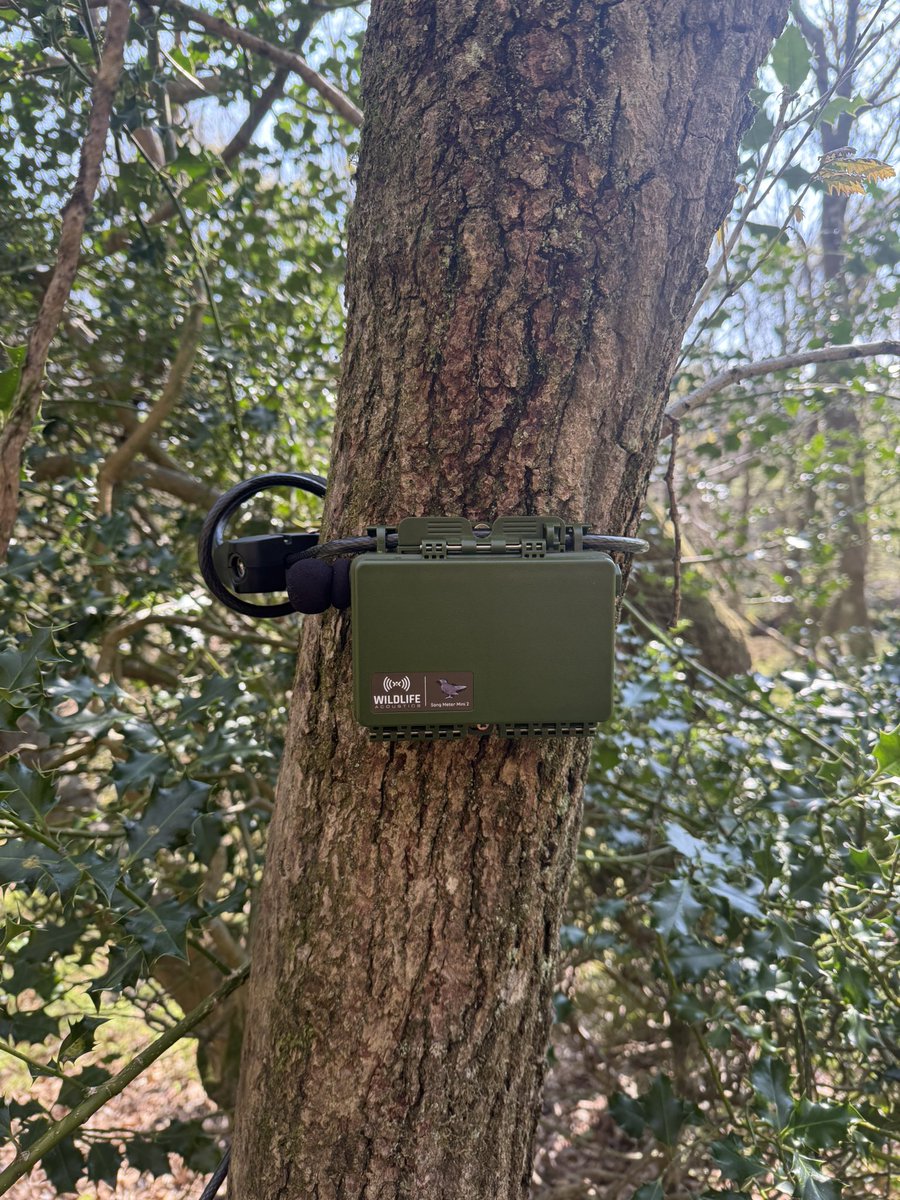 blackdownbirder's tweet image. Fabulous Easter morning on the Quantocks moving the acoustic recorders for @lesserspotnet and 10yr old found a GSW hole being excavated. Celebratory milkshakes at The Rocking Horse cafe, Stogumber.
M&F Pied fly seen entering a box too.
@quantockhills