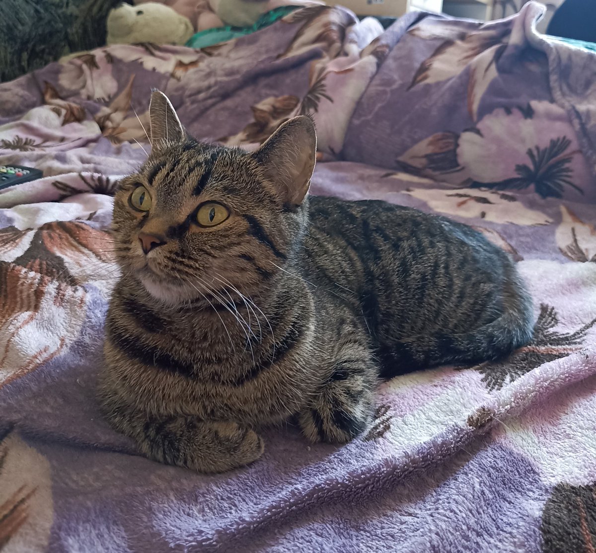 8 лет живу в своей семье. 
Сегодня открыла для себя телевизор. 
Оказывается, в мире живу не только я, но и другие кошки! Поверьте! Это показывали!

За сим отмуркиваюсь
Ваша Кася