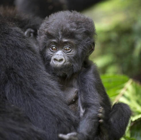 Happy Easter from The Gorilla Organization! 🐣🌿
As we celebrate renewal and hope, let’s not forget the mountain gorillas who need our help. 🦍💚
Every act of kindness counts.
Adopt a gorilla today: bit.ly/adoptagorilla