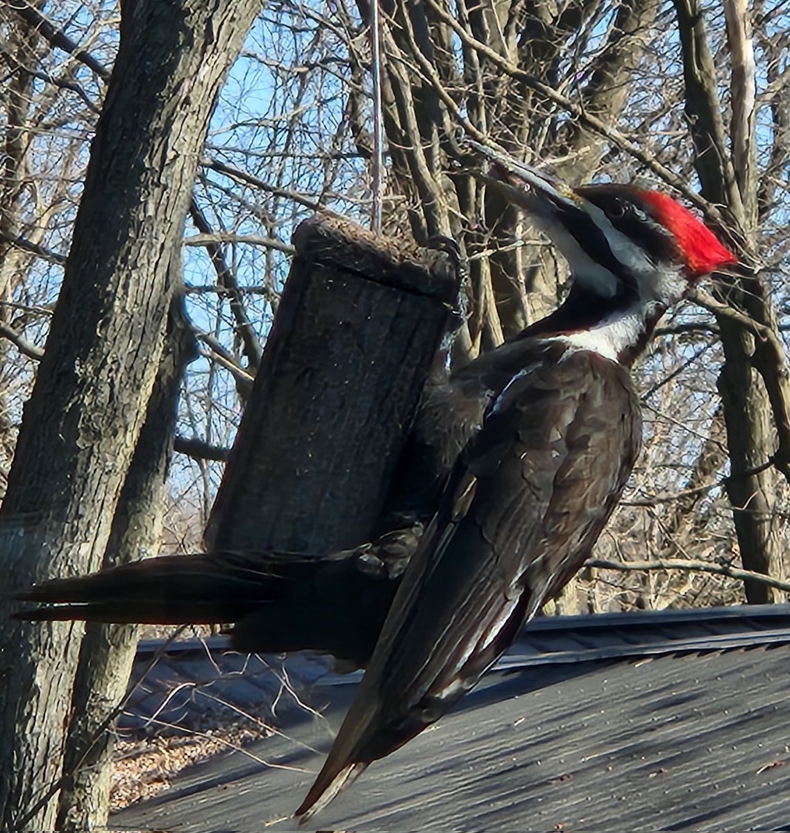 Piliated back and osprey nesting! Happy Easter! 🐤🐇🐤