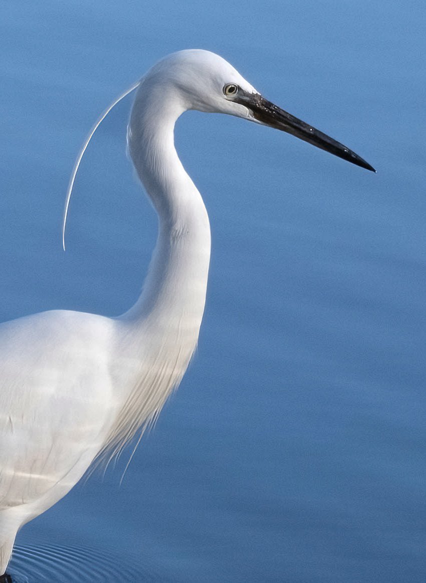 Shropsbirdlass's tweet photo. Beautiful little egret https://t.co/UH8ZjBkkiY