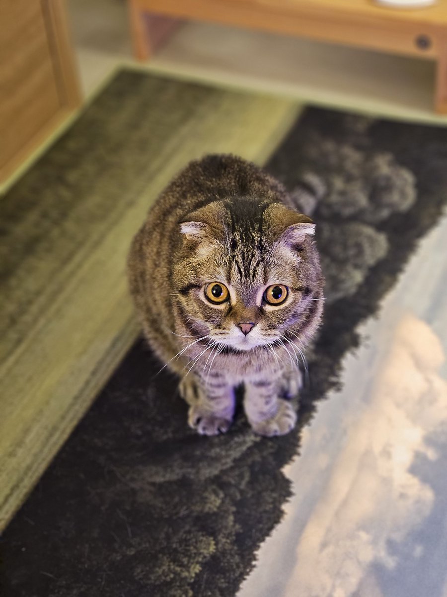 난 호두가 항상 이 시간에 

'자네.. 가지고 있는 참치 습식을 주시게.'

하는 표정으로 기대에 차서 날 보는 게 너무 웃김