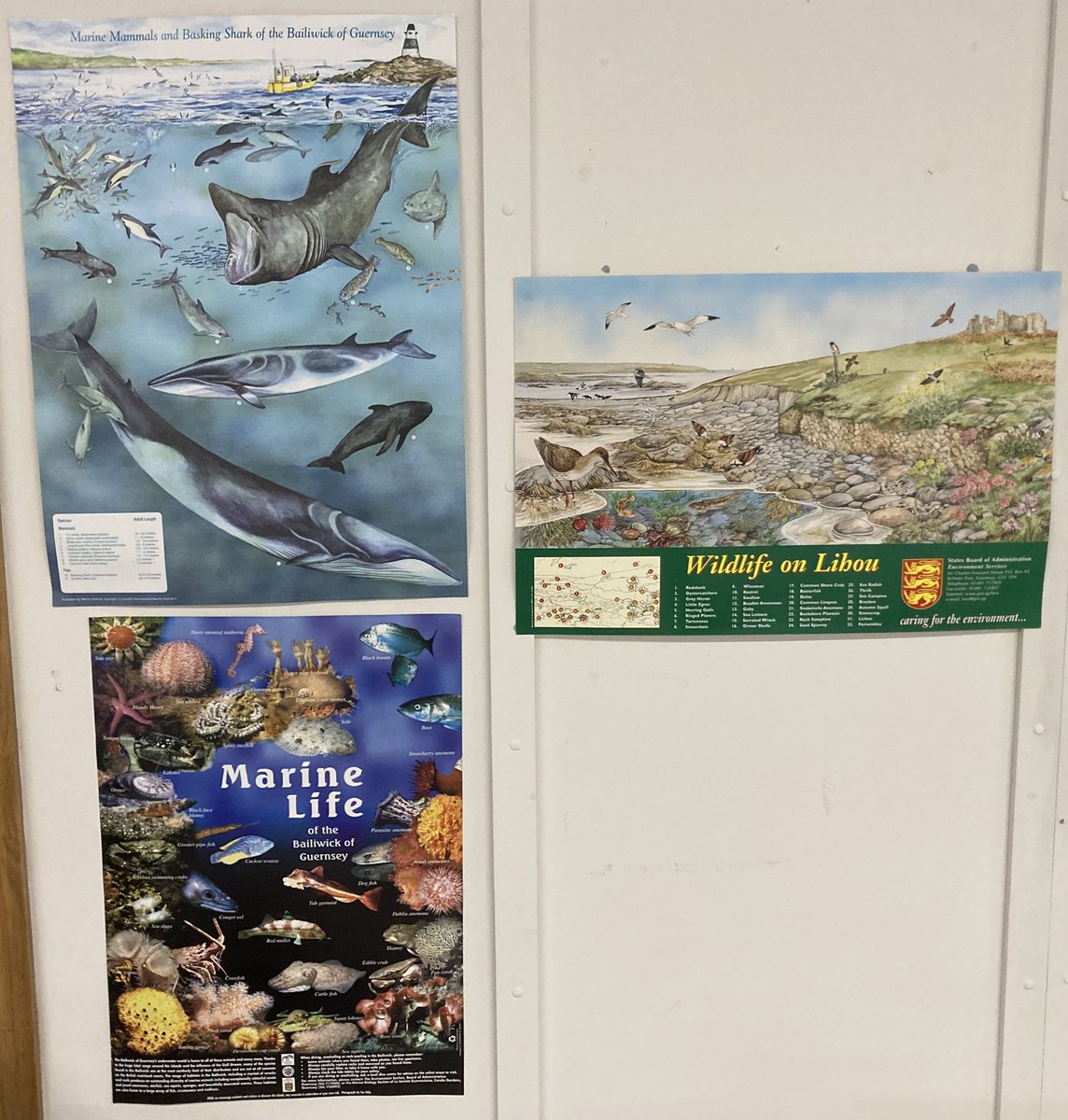 XplorOceanEarth's tweet photo. Happy Easter 🐣 from #ExploreTheBailiwickEnvironment 

Have a fun break, get out exploring and identifying 🌱🌺🐝🦞🐬

My course this year at @thegsyinstitute went swimmingly well. I’m egg-cited to have confirmed dates for new courses running in Spring 2026, including fieldwork! https://t.co/A62i2w2qWG