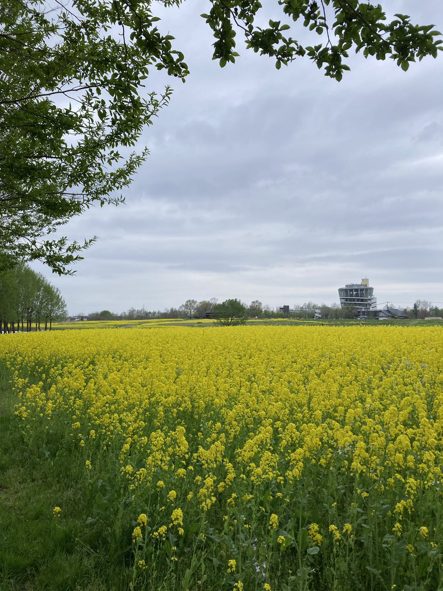 PigletPetit's tweet photo. 春の菜の花、見頃でした🌼
@fukushimagata #福島潟 https://t.co/rqTnuCisBe