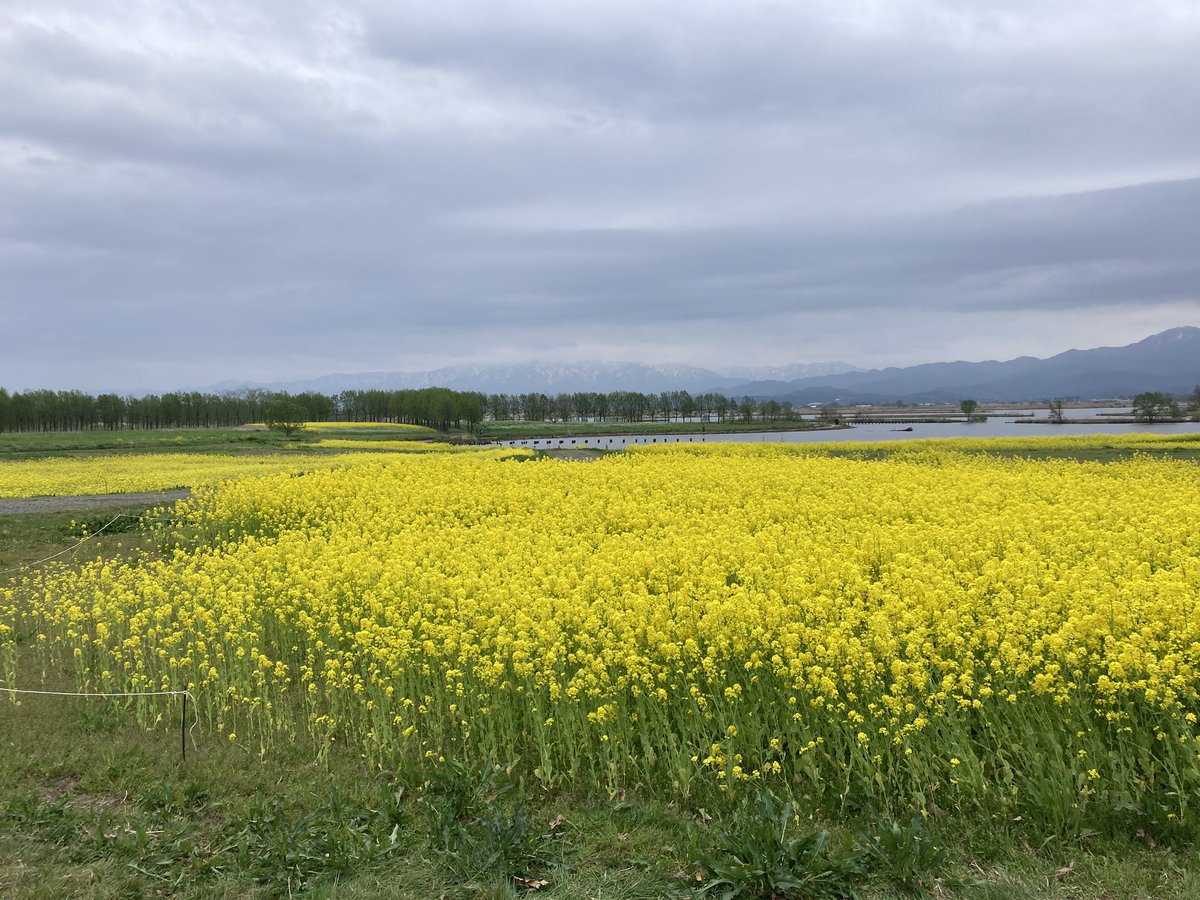 PigletPetit's tweet photo. 春の菜の花、見頃でした🌼
@fukushimagata #福島潟 https://t.co/rqTnuCisBe