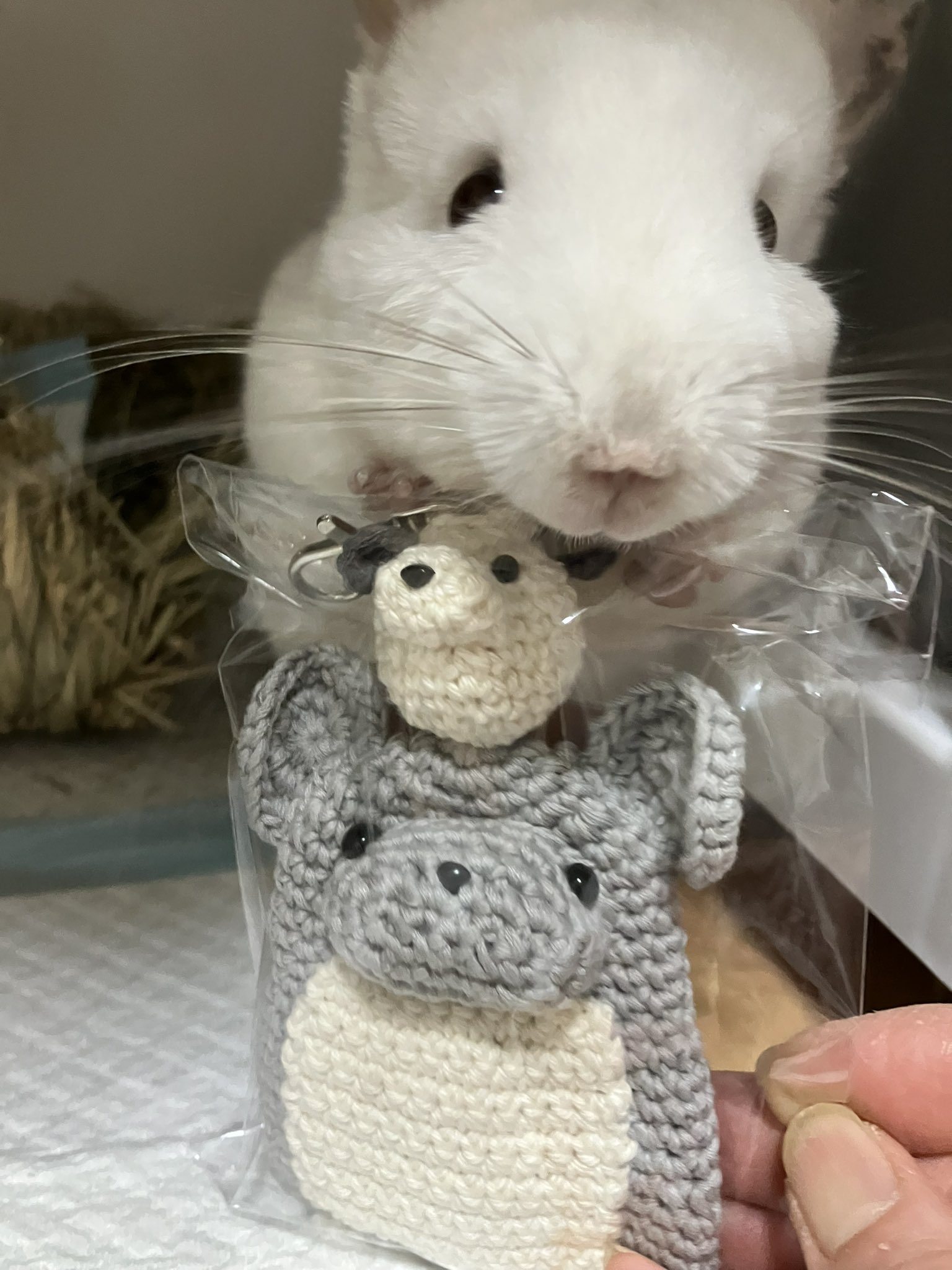 オセロ🐭 (@sakura_aki00) / X