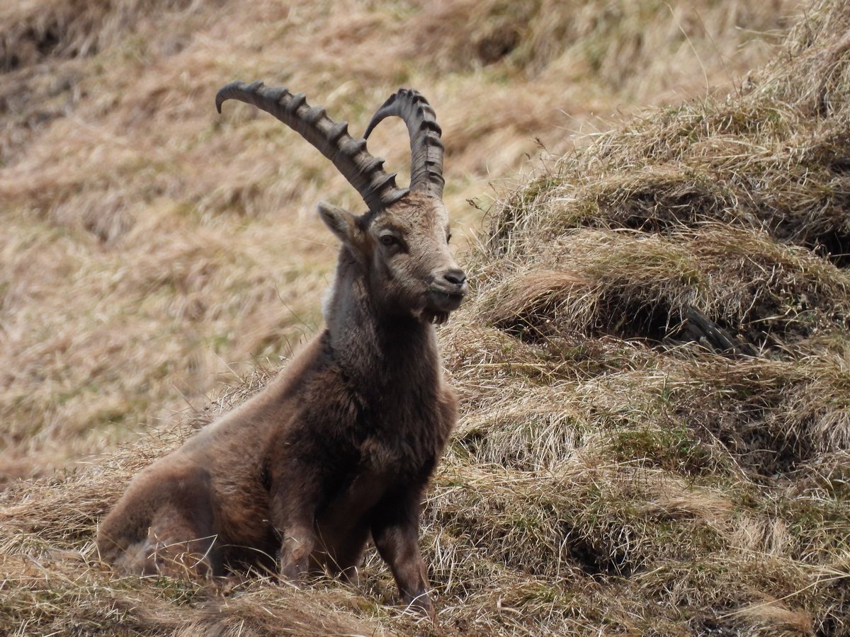 hansbaertsch's tweet photo. Ostersamstag 2025 – was für eine Farbenpracht!
#Batöni #Weisstannental #Vermii #Steinbock #Sarganserland #Mels https://t.co/brmkhm9YPK