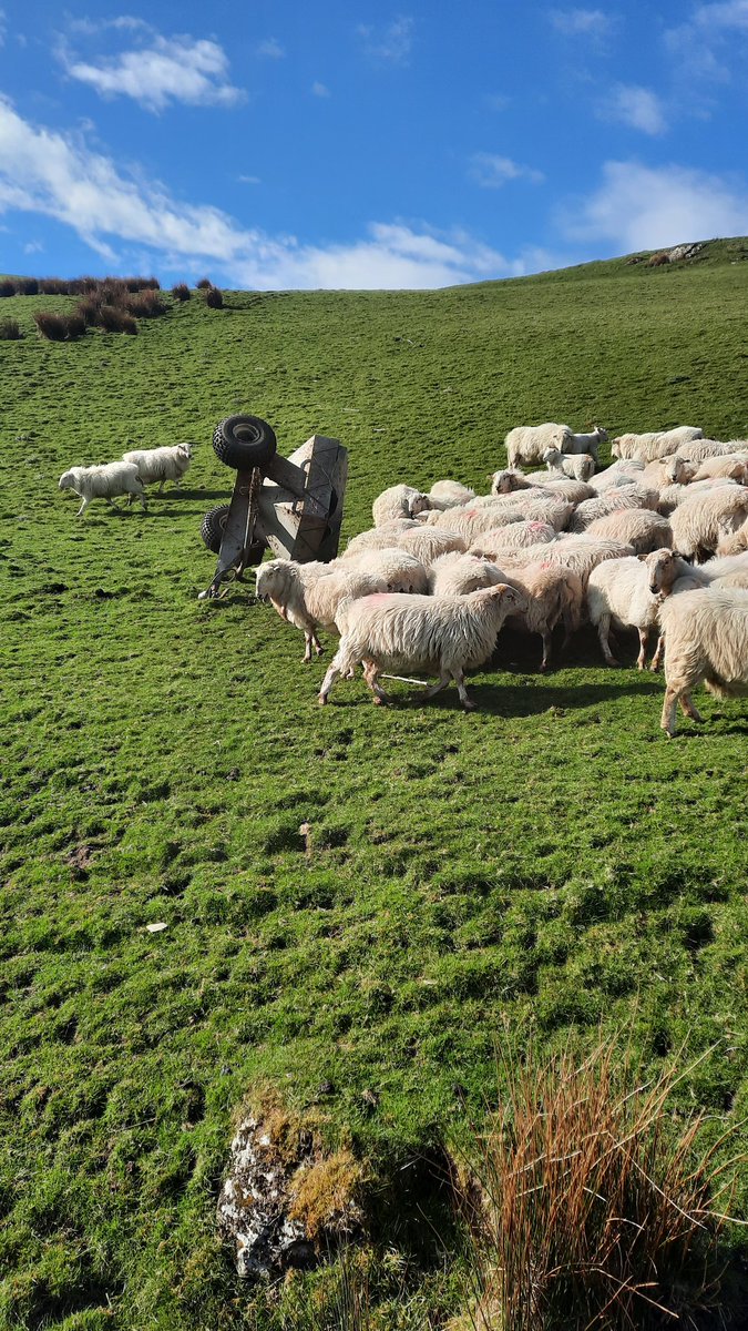 Llŷr Llangwm tweet media