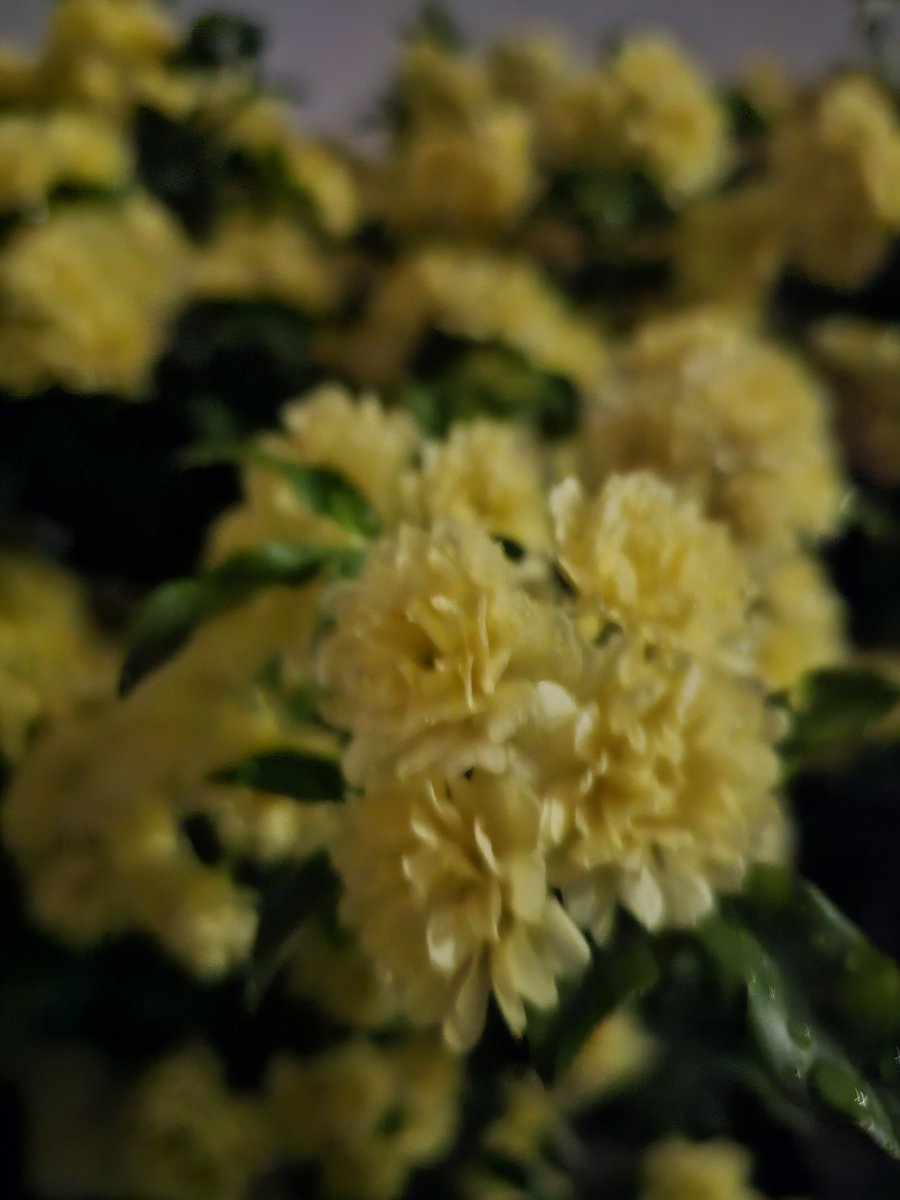 お花がキレイですね