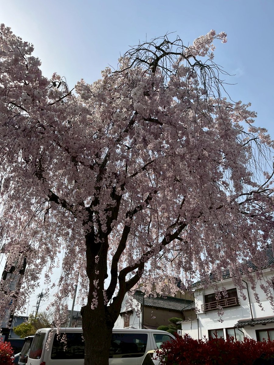 6te8cd's tweet photo. 毎年恒例、長野マラソンへ出走！
長野市は桜が丁度良い感じ🌸
気温が高いものの、陽射しがなく☁️模様で良い感じ。かと思ったけど、10km地点で既に汗ダクに〜　35kmまでは粘れたけど、逆風の河川敷で撃沈。
まあ、実力不足ですな。
それでもなんとか、サブエガを死守出来たので良しとしましょう💨 https://t.co/UivHerAhfo
