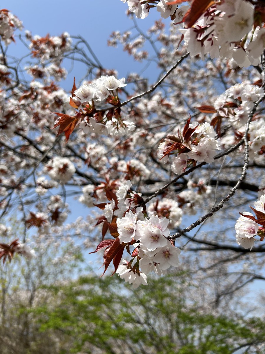 wangeluec's tweet photo. 新歓登山に日の出山へ行ってきました‼️
上の方はまだサクラが咲いてました🌸
ケーブルカーに乗り下山後は温泉にも入って結構盛りだくさんでした✌️

p.s.顔隠すの大変だった😩 https://t.co/Eh6VGpEVD7