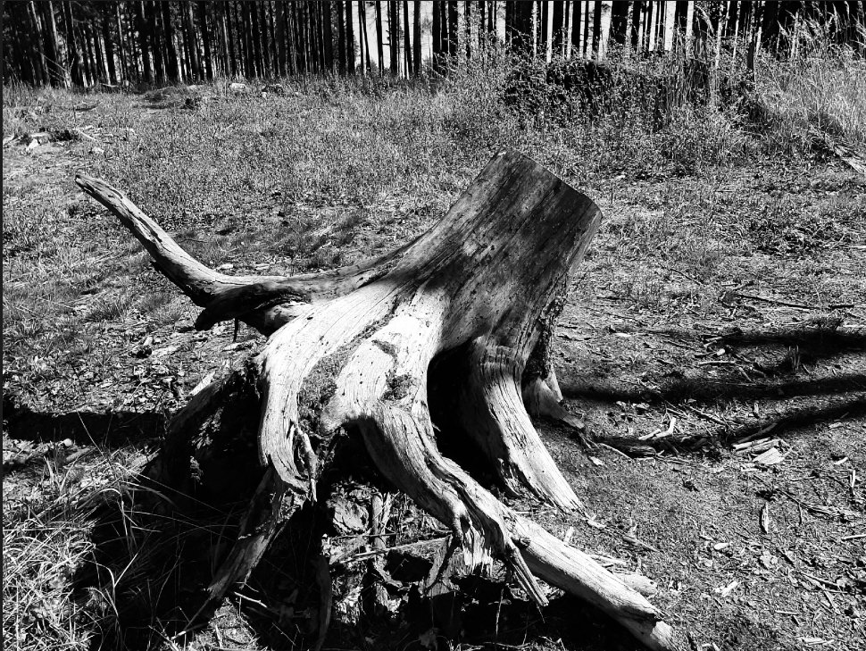 VraMarkov3's tweet image. ... nedělně🐰 velikonoční 🏃‍♀️👟☀️🌲 jedenáctka a venku najednou léto 🤣 ...
#sundayrunning #summerishere 
#pomaloběh #Easter