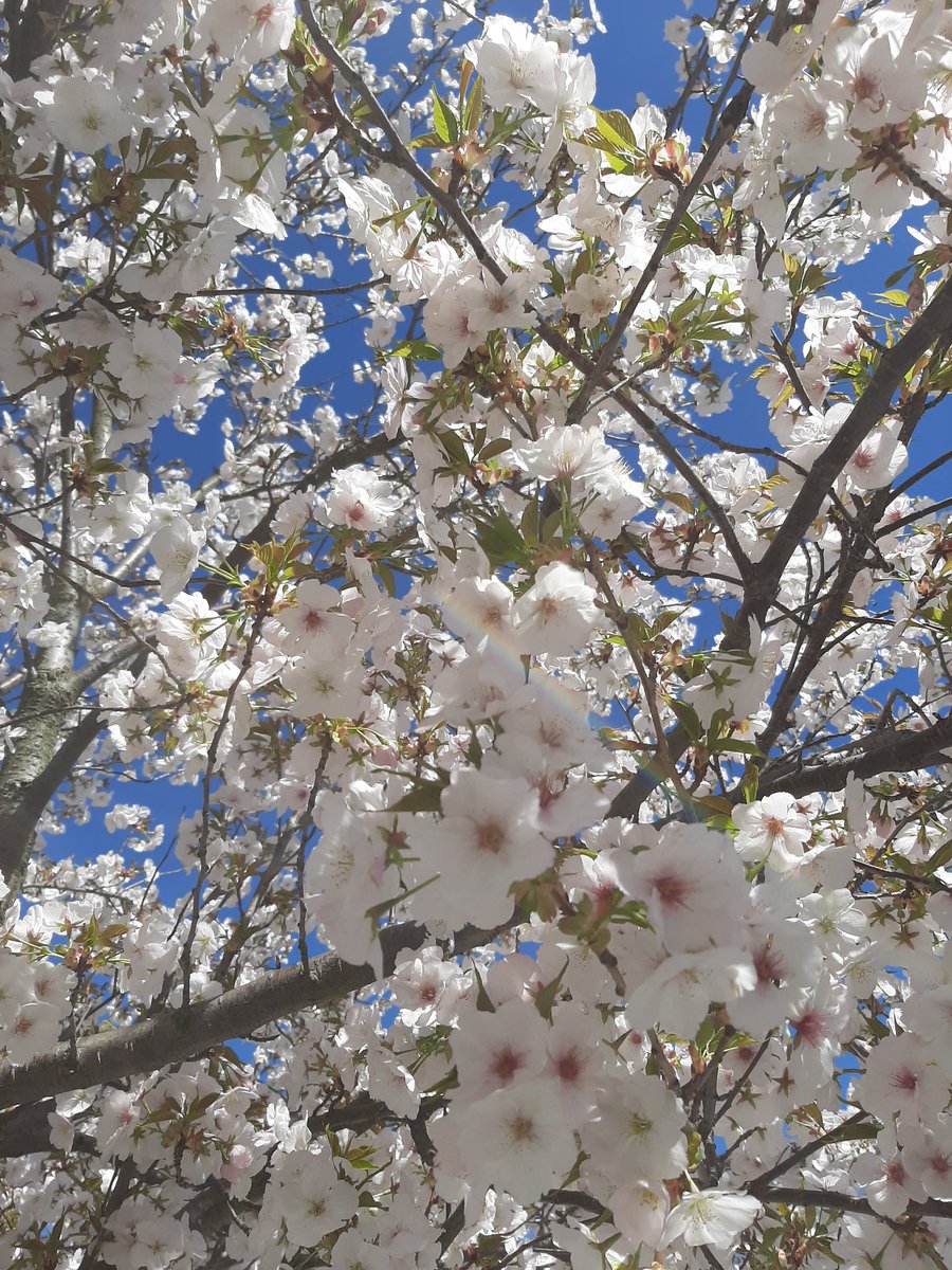 VraMarkov3's tweet image. ... nedělně🐰 velikonoční 🏃‍♀️👟☀️🌲 jedenáctka a venku najednou léto 🤣 ...
#sundayrunning #summerishere 
#pomaloběh #Easter