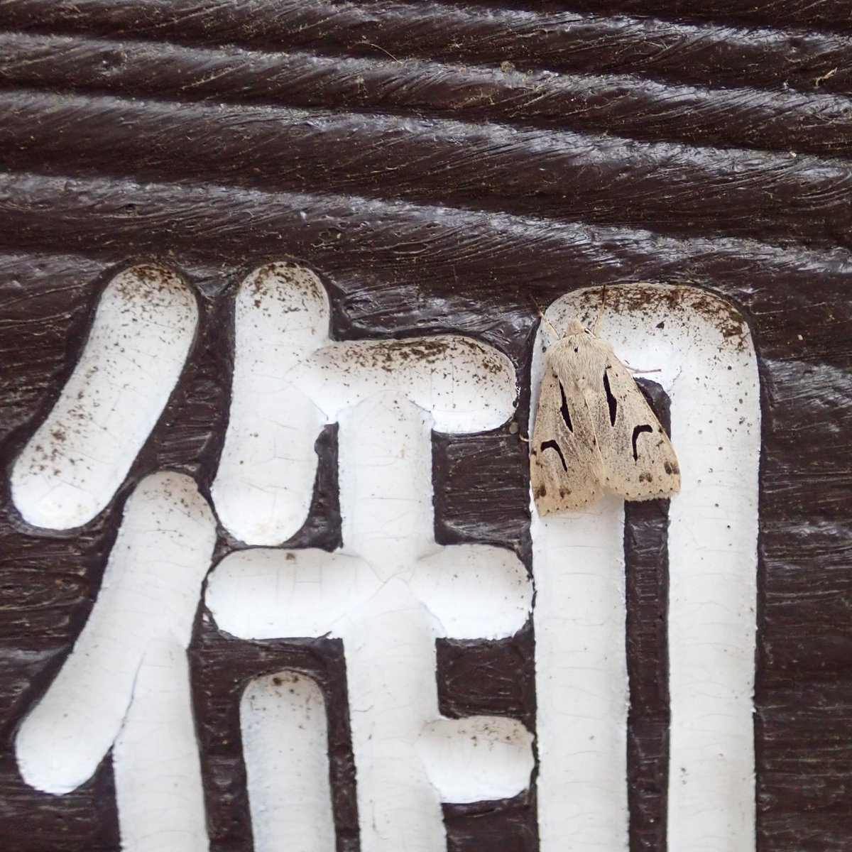 Eupithecia_moth's tweet image. 御用です，あなたに御用です！