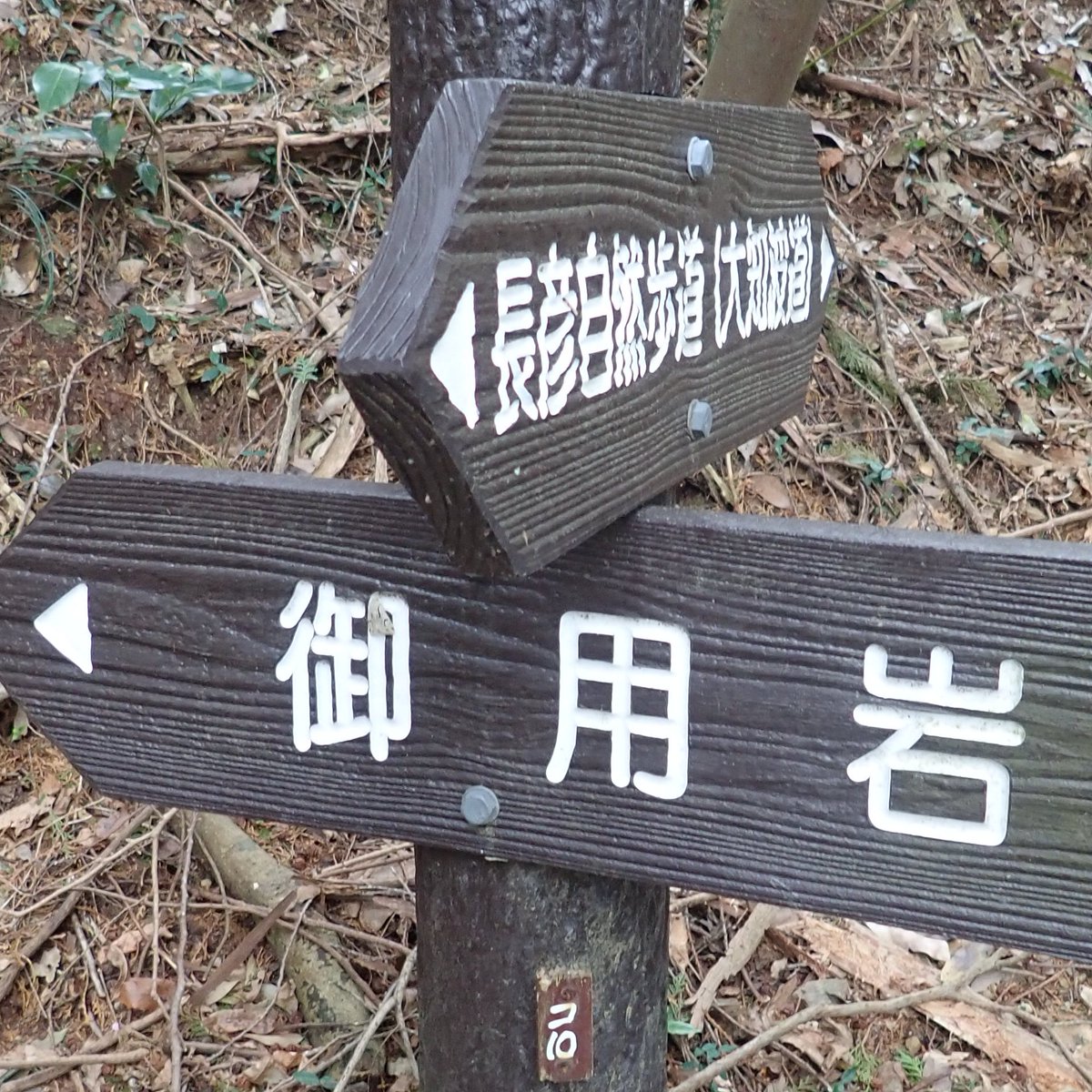 Eupithecia_moth's tweet image. 御用です，あなたに御用です！