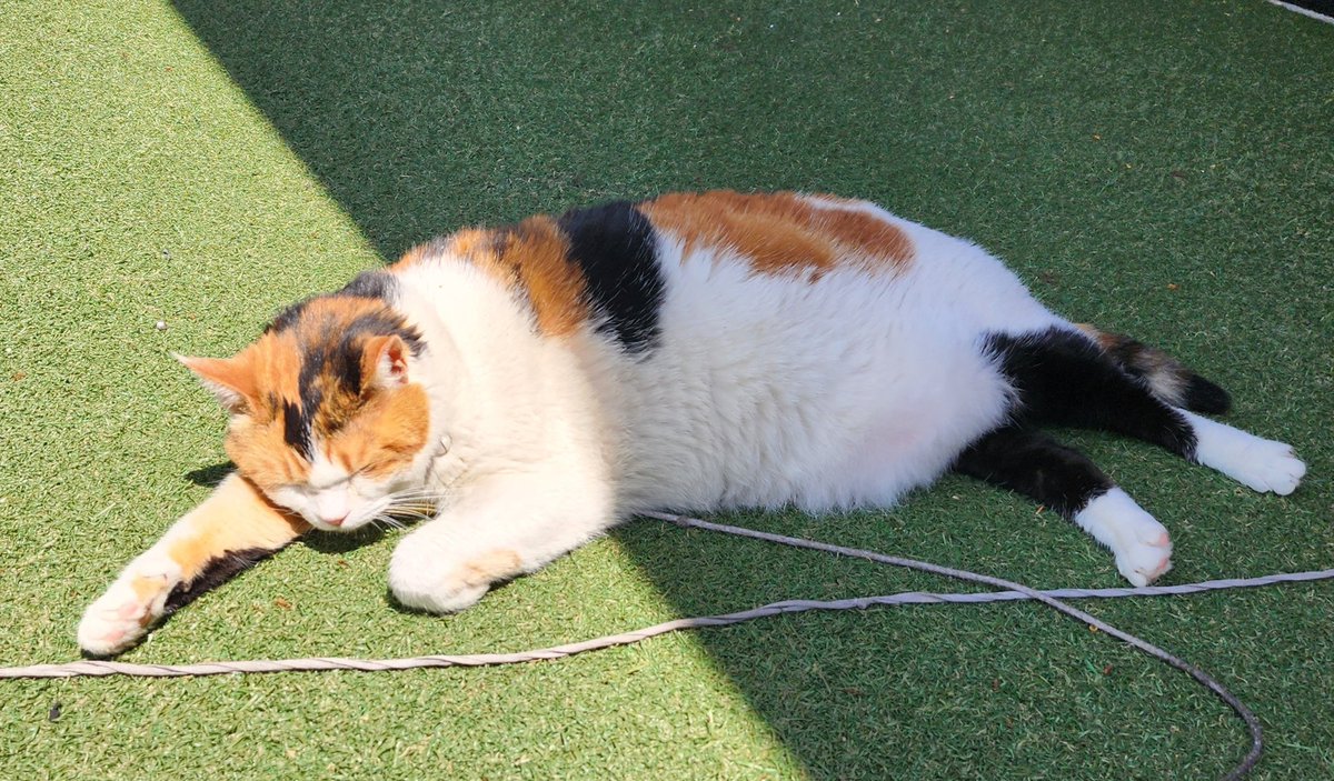 오늘 미사역 근처에 모임이 있어서 갔다가 근처 상가 테라스(?)에서 아주 푸데푸데 자고 있는 세상 팔자 좋은 고양이를 보았다!
(온갖 사람들이 다 구경하고 사진 찍는데 아랑곳 않고 잘 잠 ㅋㅋㅋ)