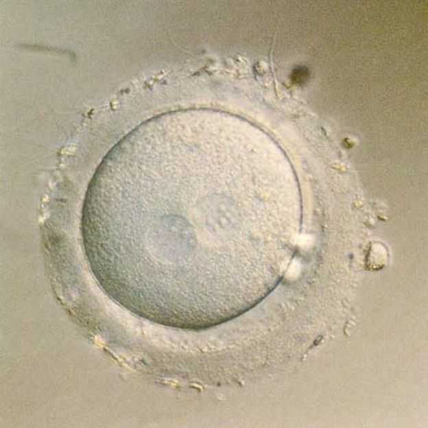 Happy Easter from Centre of the Cell! #DidYouKnow that an egg cell is one of the only cells that can be seen without a microscope?