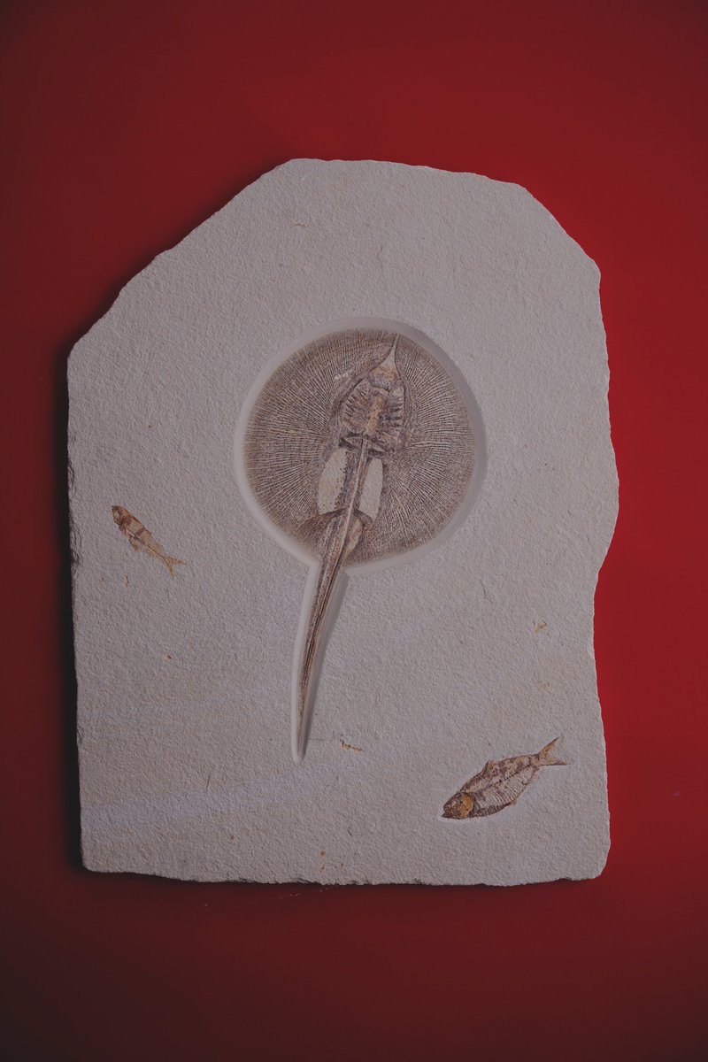 まるでアート✨完全な骨格が残されたエイの化石＞ アメリカ