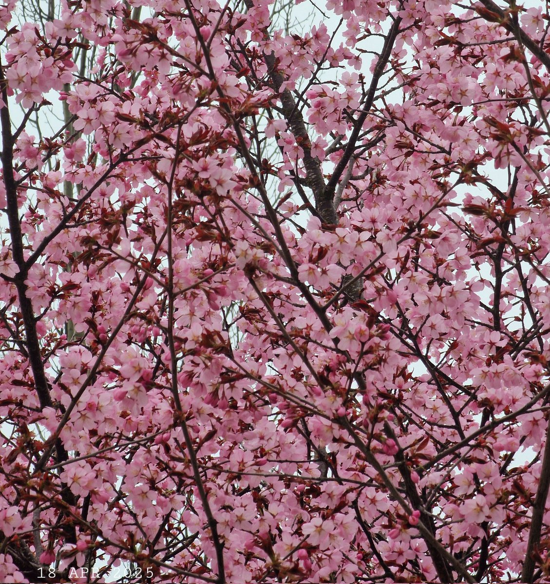IDadzkov's tweet photo. Blooming sakura.
#nature #spring #flowers #sakura #trees #blooming #SpringPhoto #FloweringPhoto https://t.co/wWTN15fo4l