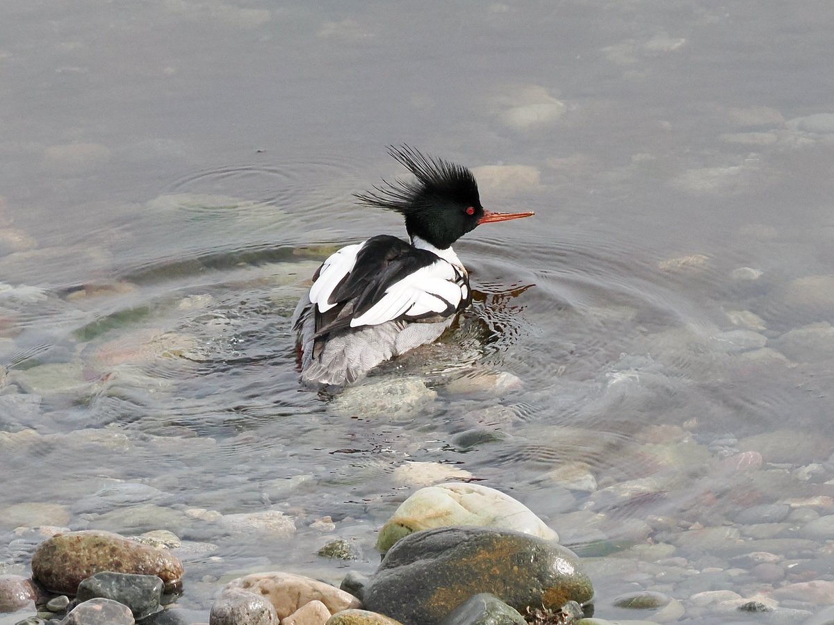 Red-breasted merganser in Boston Harbor yesterday, sporting an electric hairstyle.