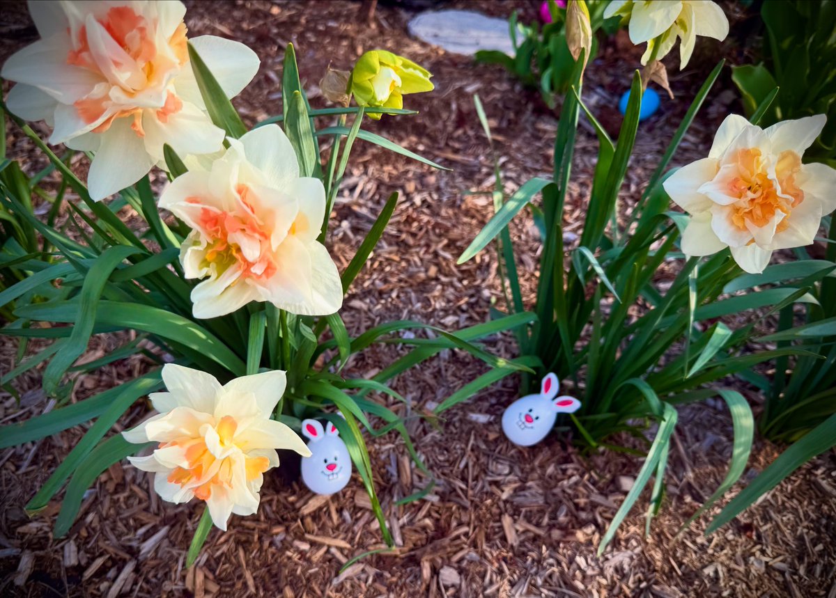 HeidiVoight's tweet image. anyone else up early running frantically around the yard (barefoot with bedhead no less) before the kids wake up?! 😂
Happy Easter 🐰