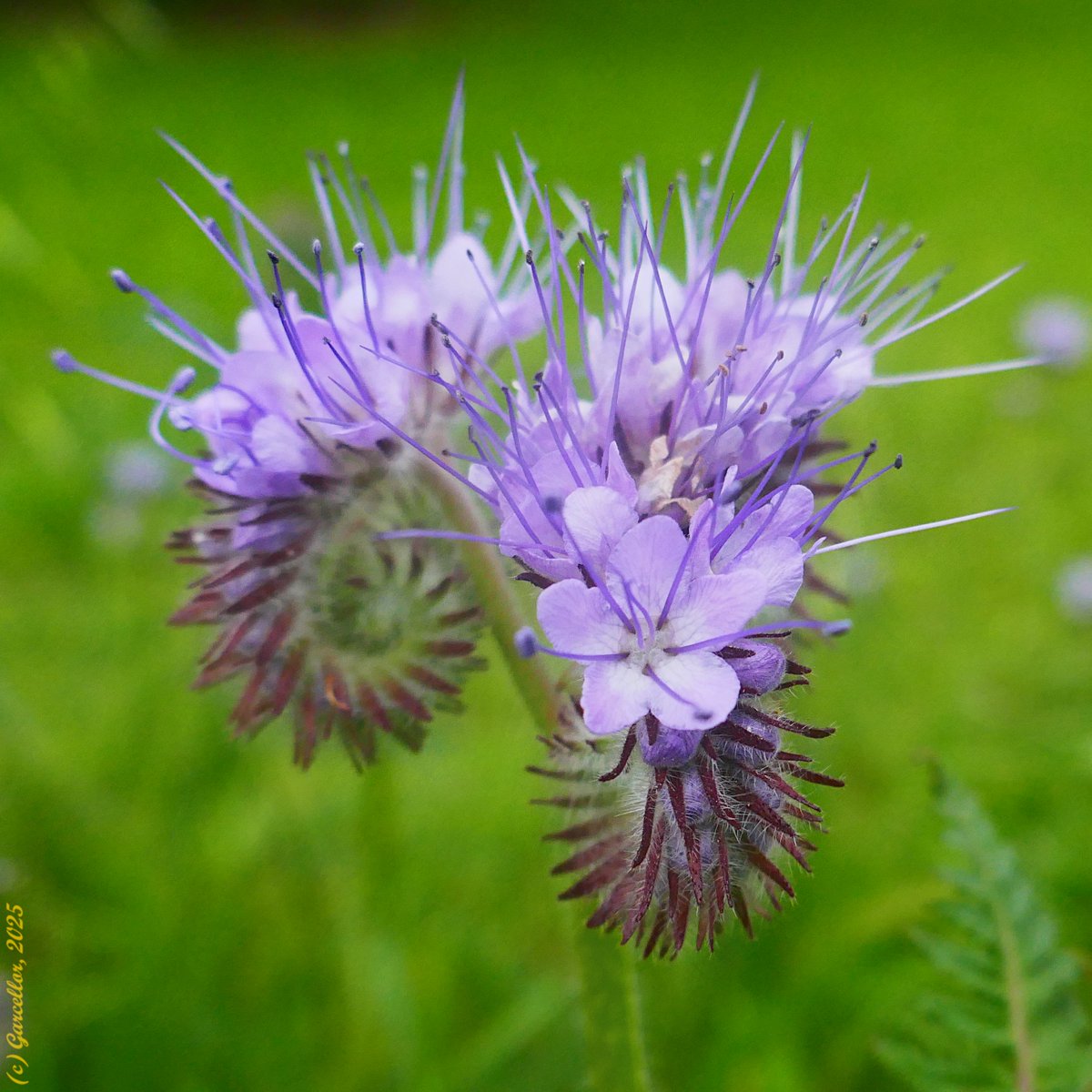 LorenzoGarciaCe's tweet photo. (1/2) Phacelia tanacetifolia - Facelia. Una bella escapista.
Quinta de Torre Arias, Madrid, España. Abril de 2025.
#garcellor #facelia #phaceliatanacetifolia #quintadeTorrearias #floresdeprimavera #especiesnaturalizadas https://t.co/VY7Go7Hekh