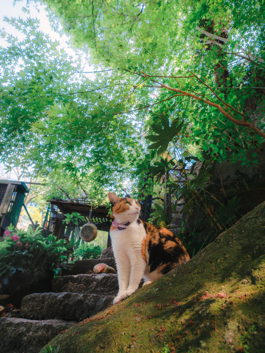 爽やかな新緑に心癒される猫がいた.