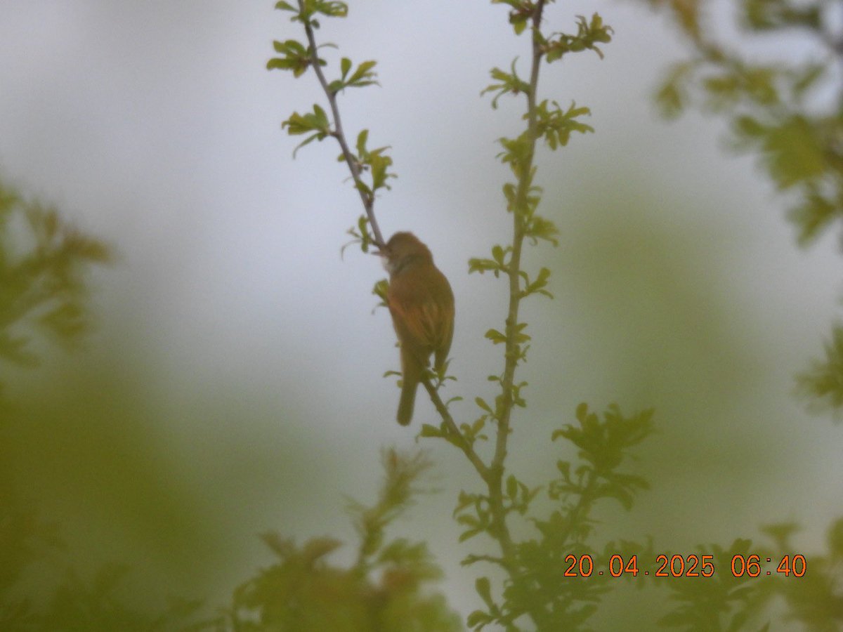 kenh2615's tweet photo. A few snaps from this mornings early visit to Horsebere Brook #GlosBirds https://t.co/owmRXHhgcE
