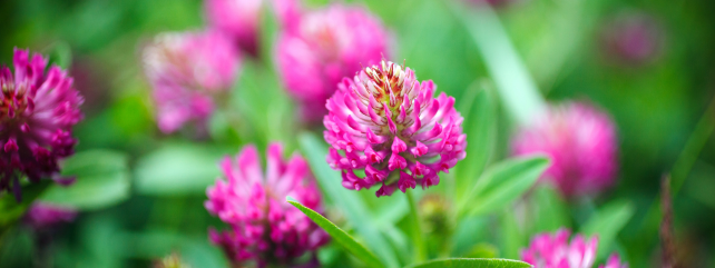 teagasc's tweet photo. Red clover builds soil fertility and boosts animal performance making it an ideal option for farms looking to grow top-quality forage.
https://t.co/sw4Pbf6C7P https://t.co/ECxVFGFMQe