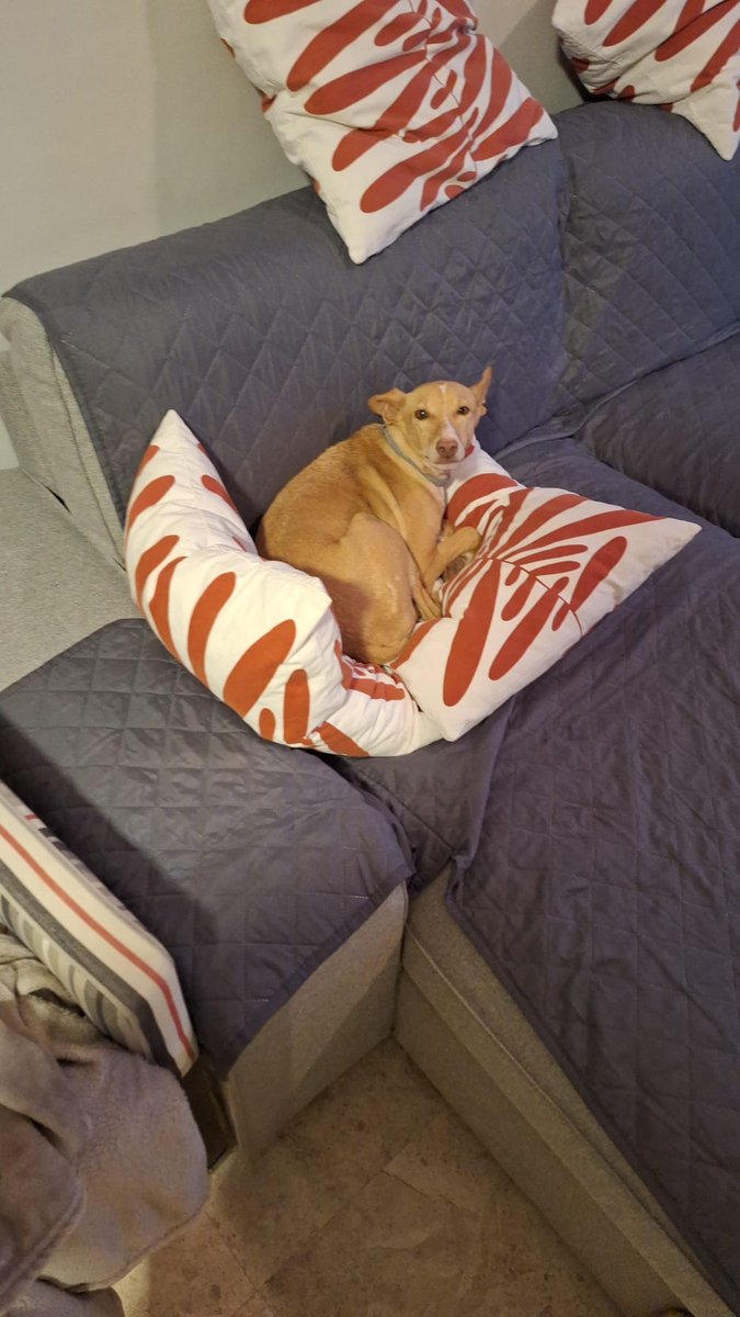 refugioescuela's tweet image. #KEKA

Keka nació en 2017, la pobre no ha tenido la mejor vida posible.. ha estado en una parcela SOLA sin contacto apenas con el ser humano.

Para #ADOPTAR  a Keka ⬇️⬇️

📩adopciones@elrefugioescuela.com
🌐 elrefugioescuela.com/un-hogar-para-… 

#pasionporhacerlosfelices #adopta